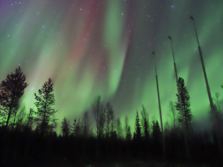 Revontulet loimuavat tähtitaivaan alla, taustalla näkyy puita.