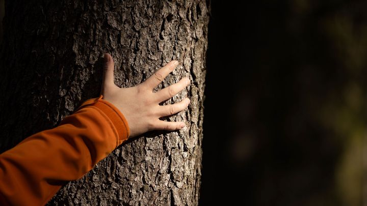 Käsi oranssissa hihassa koskettaa puun runkoa.