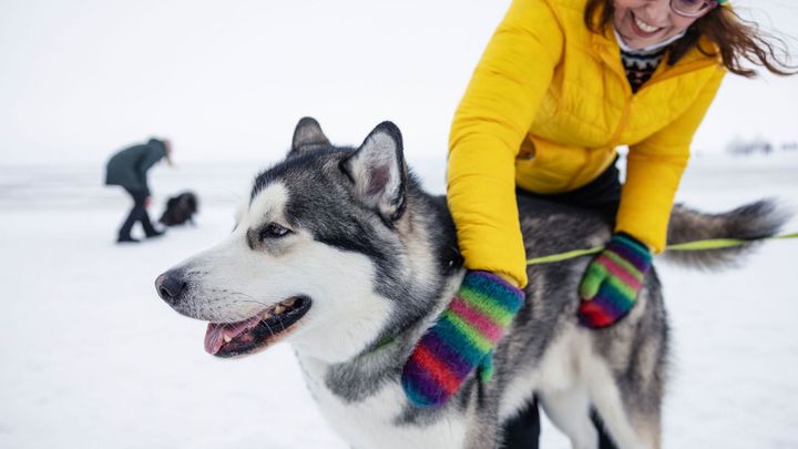 Henkilö silittää isoa husky-koiraa talvisessa maisemassa.