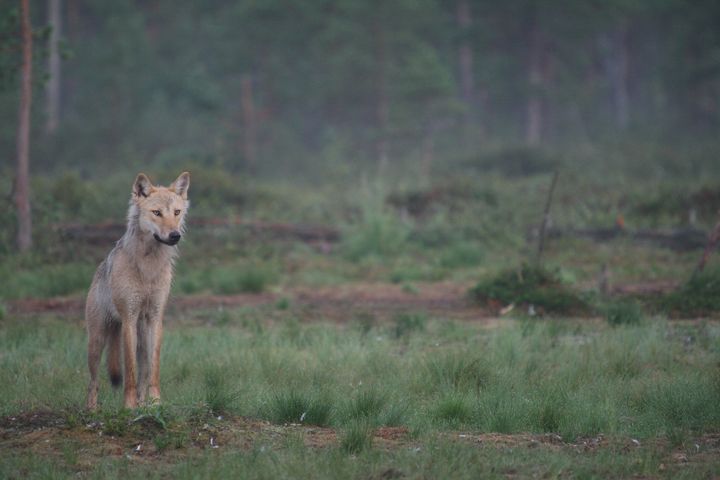 Koira seisoo metsäisellä alueella.