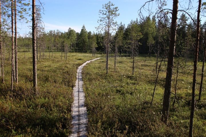 Pitkospuupolku kulkee metsäisen suon halki aurinkoisena päivänä.