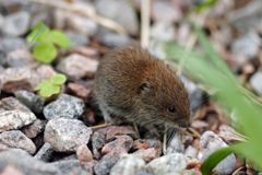 Kuvassa metsämyyrä kivikossa.