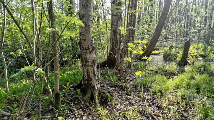 Lehtipuumetsää Fastholman luonnonsuojelualueella.