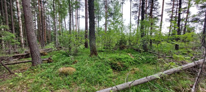 Skog i Borgarstrandsviken.