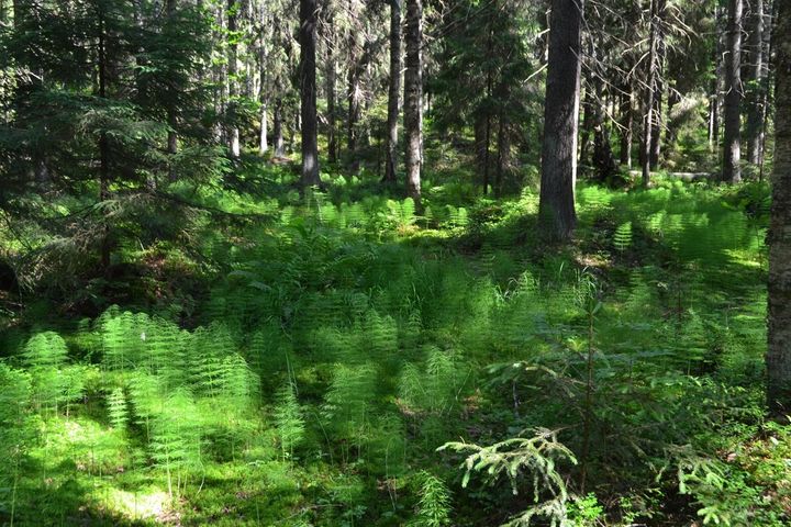 Ett kärr i det blivande naturskyddsområdet i Havsrastböle.