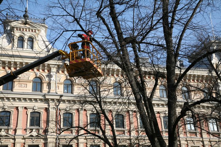 Arboristi leikkaamassa puun oksia.