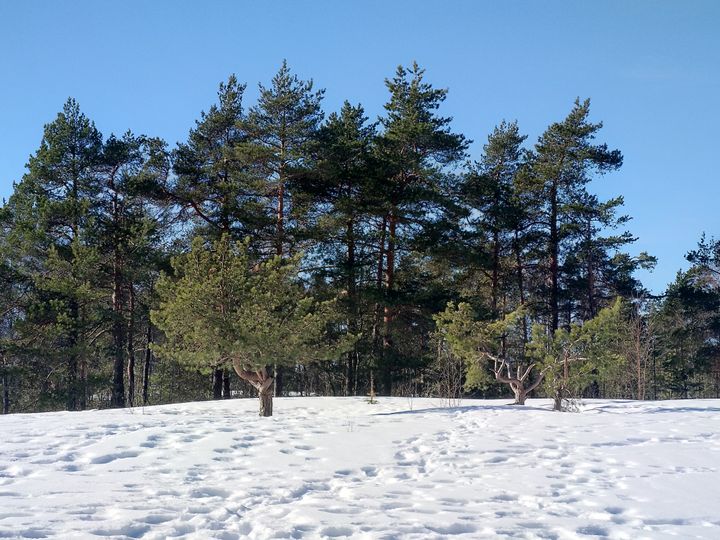 Metsää aurinkoisella pakkassäällä.