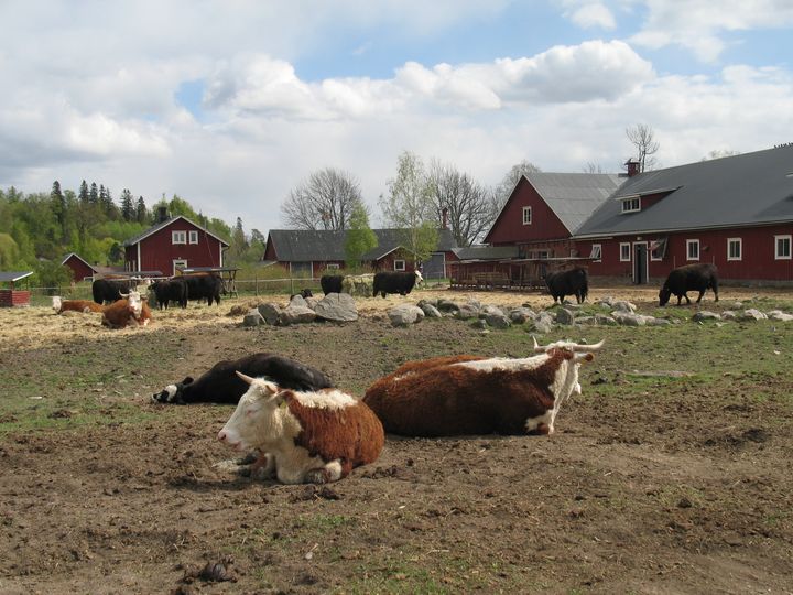 Lehmiä Haltialan kotieläintilalla. Tila sijaitsee Pohjois-Helsingissä Vantaanjoen kupeessa.