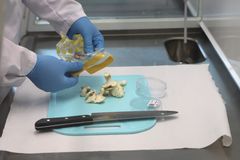 Lampaankääpiä leikkuulaudalla, kuvassa myös keittiöveitsi ja suojakäsineissä olevan henkilön kädet.