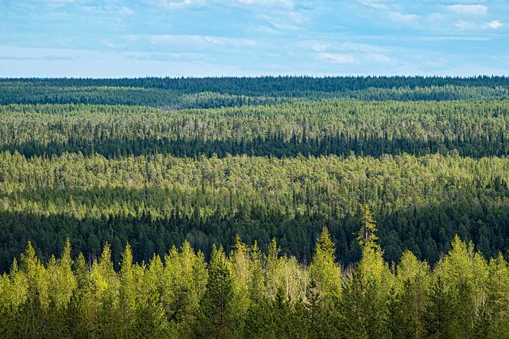 Suomen metsäsektori ei ole kestävällä pohjalla. Ilmasto- ja luontovelvoitteiden täyttäminen vaatii hakkuiden vähentämistä.