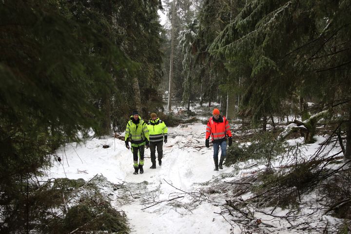 På Nagelskär röjs under vintern en vandringsstig runt ön.  På plats finns Timo Soini och Jarmo Latvala från grönbyggnadsteamet samt skogsbruksingenjör Leif Bengs.