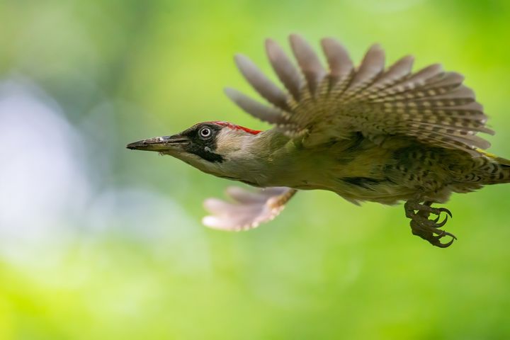 Uwe Müller: "Knock, Knock - The Woodpecker's World"