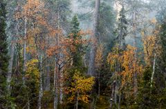 Ritva Kovalainen , Närängänvaara syysaamuna | Närängänvaara en höstmorgon | Autumn Morning at Närängänvaara, 2010