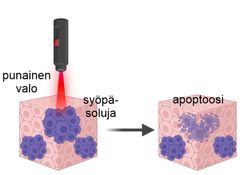 Työkalut mahdollistavat punaisella valolla laukaistavan syöpäsolujen apoptoosin.
