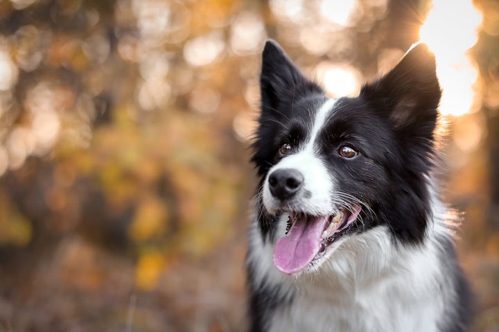 Bordercollie koira ulkona syksyisessä maisemassa.