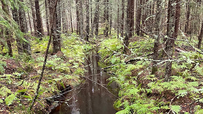 Vastuullisuusraporteissa ei yleisesti tunnistettu metsäteollisuuden vaikutuksia muihin ekosysteemeihin kuten vesistöihin.