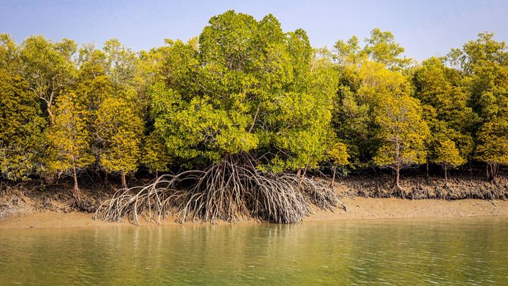 Kuva mangrovemetsästä veden äärellä, näkyy suuria juuria ja tiheitä vihreitä puita.