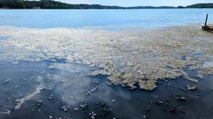 Pintaan nousutta rihmalevää Saaristomerellä kesäkuussa 2024.
