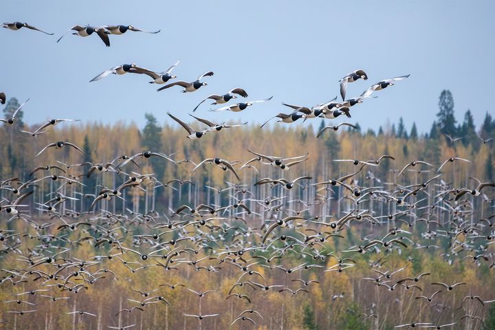 Muuttavia valkoposkihanhia Tohmajärven Värtsilässä maanantaina 7.10.2024. Kuva: Jari Kontiokorpi / Pohjois-Karjalan ELY-keskus.