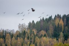 Merikotka yrittää saalistaa valkoposkihanhia maanantaina 7.10.2024 Tohmajärven Värtsilässä. Kuva: Jari Kontiokorpi / Pohjois-Karjalan ELY-keskus.