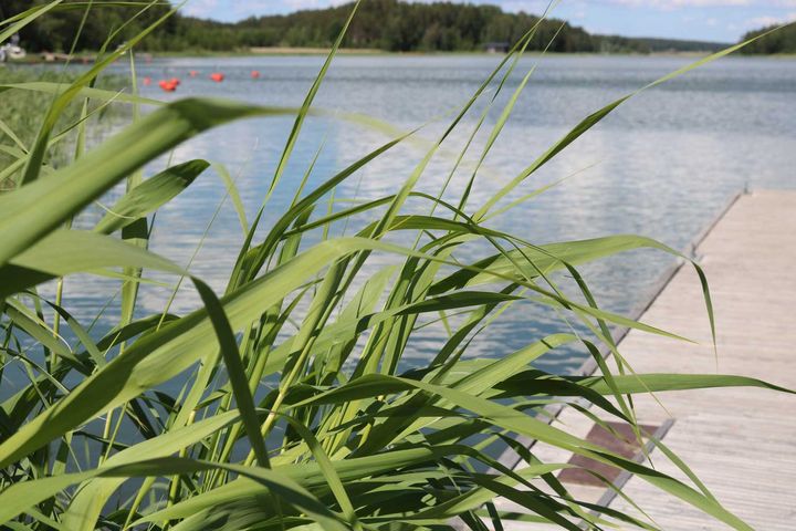 Havslandskap från stranden.