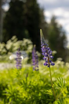 Komealupiini kukkii maantien varressa. Taustalla tiellä ohiajava auto.