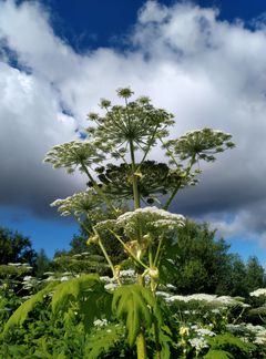 En jätteloka som växer på en naturlig äng. Växten har stora, paraplyformade vita blommor och gröna blad. I bakgrunden finns delvis en molnig blå himmel och grönskande växtlighet.