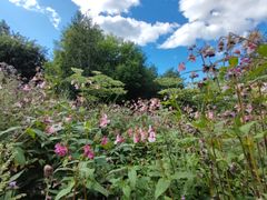 En grönskande äng med jättebalsamin med rosa blommor bland gröna rörväxter. I bakgrunden finns en tät skogsdunge och en delvis molnig blå himmel.