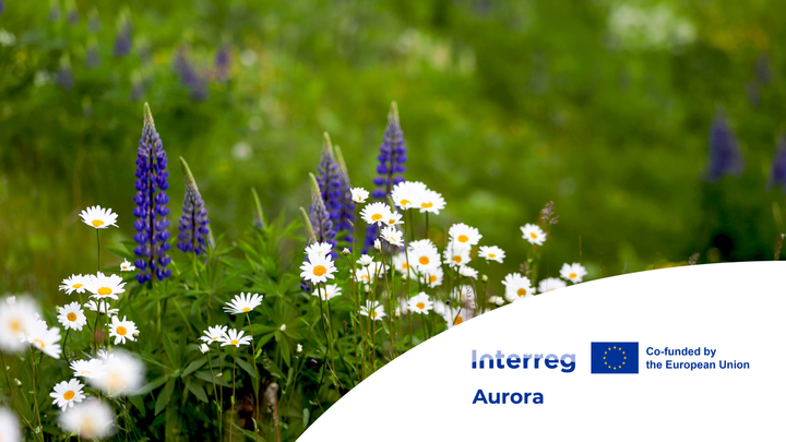 Lupiinit ja päivänkakkarat kukkivat niityllä vihreässä ympäristössä. Alareunassa Interreg Aurora -ohjelman ja EU:n logo.
