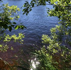 Klart vatten omgivet av gröna buskar och träd. Solens ljus reflekteras på vattenytan.