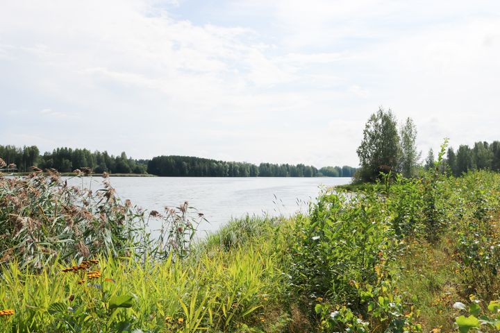 Järvimaisema, jossa on vihreitä pensaita ja puita veden äärellä. Kuvituskuva.