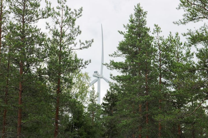 Vindkraftverk bakom skog med tallar.