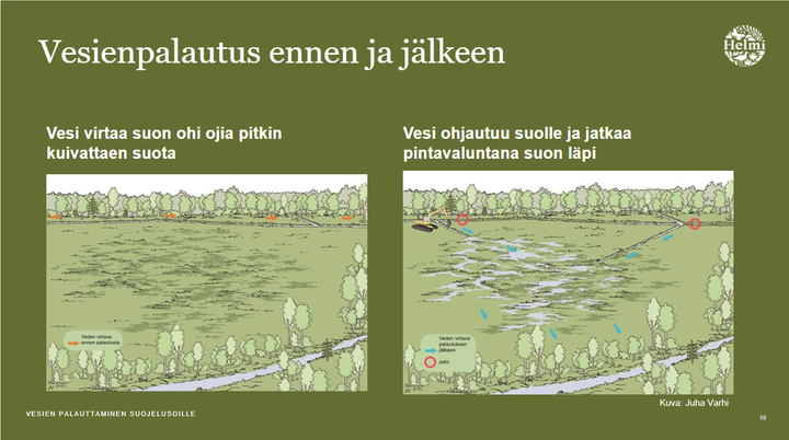 Havainnollistava kuva, miltä suo näyttää ennen vesien palautusta ja sen jälkeen. Vasemmalla vesi virtaa ohi ojia pitkin, oikealla vesi ohjautuu suolle ja jatkaa pintavaluntana suon läpi.