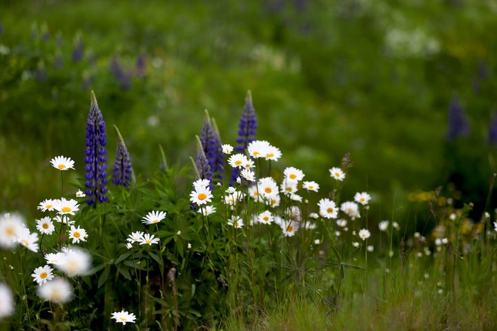 INSPIRE-projektet utreder om tiden för att utrota en främmande art kan förkortas genom att återställa livsmiljön som arten tagit över. Foto: NTM-centralen i Södra Österbotten, Paula Halala.