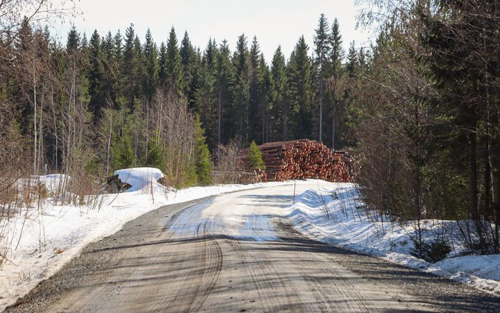 Landsväg i vårvinterlandskap med snö och staplade timmerstockar, omgiven av barrskog.