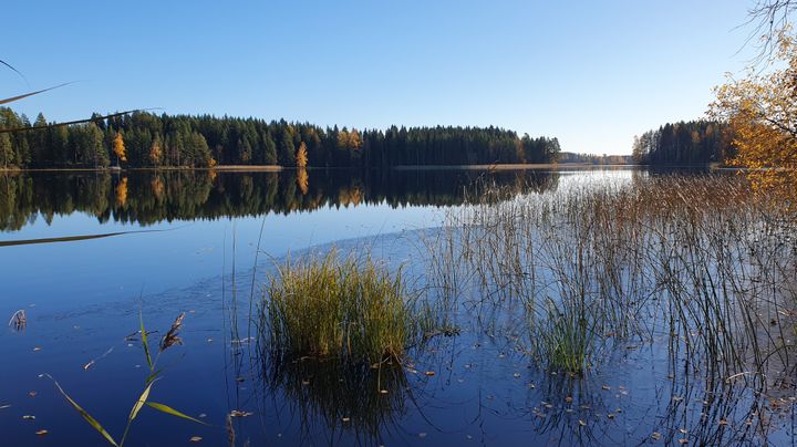 Kuva syksyisestä järvenrantamaisemasta. Järvi on tyyni ja heijastaa puiden ja taivaan värejä. Rannalla kasvaa sekametsää, jossa on sekä havu- että lehtipuita. Lehtipuut ovat vaihtaneet väriä punaisiksi, keltaisiksi ja oransseiksi. Etualalla on pitkiä heiniä ja kaisloja vedessä. Taivas on kirkas ja sininen.