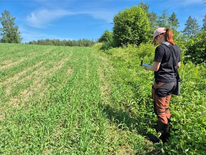 Kuvassa on suomalainen pelto kesällä. Oikeassa laidassa on punatukkainen nainen, joka tekee peltotarkastusta. Aurinko paistaa korostaen pellon vihreyttä ja taivas on sininen.