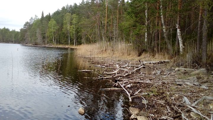 Järvenrantaa, jossa on metsää ja ajopuita rannalla.