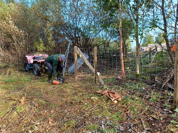 Metallista verkkoaitaa rakentava mies nostaa jotakin maasta