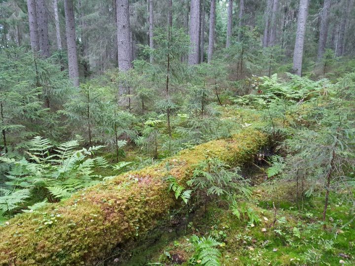 Kuvan poikki kulkee kaatunut puunrunko, joka näyttäisi olevan kaatuneena metsässä pitkän aikaa.