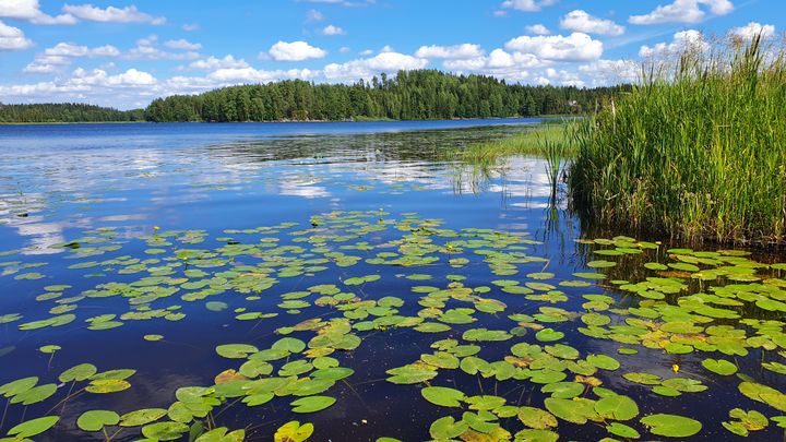 Kesäinen järvi jossa lumpeita.