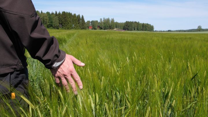 Maatalouden rakennetukien osalta viime vuosi oli Hämeessä erinomainen. Nuoren viljelijän aloitustukea Kanta- ja Päijät-Hämeessä myönnettiin edellisvuonna yhteensä 1,2 miljoonan euron edestä, mikä on enemmän kuin yhtenäkään vuonna 2020-luvun aikana.