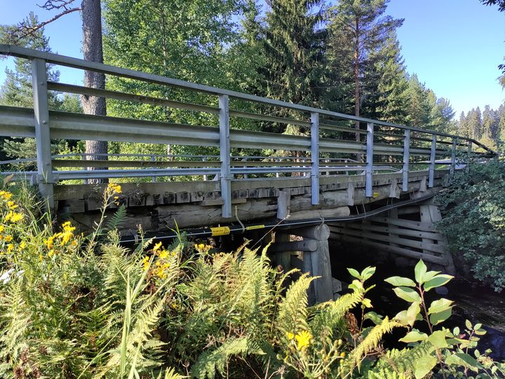 Kuva puusillasta, jota ympäröivät vehreät kasvit ja puut.