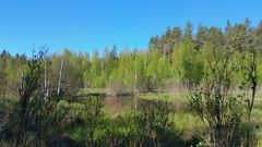 Kuva suojellusta suomaisemasta Listinginojansuo Ruokolahdella. Etualalla aluskasvillisuutta, taustalla metsää ja sininen taivas.