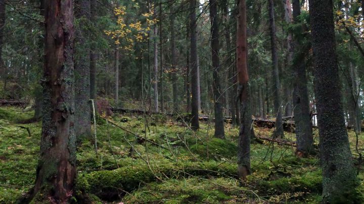 Vanha metsä, jossa on lahopuuta ja aluskasvillisuutta, kuten sammalta.