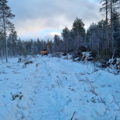 Metsää talvimaisemassa, kaadettuja puita kasassa ja oranssi metsäkone työskentelemässä.