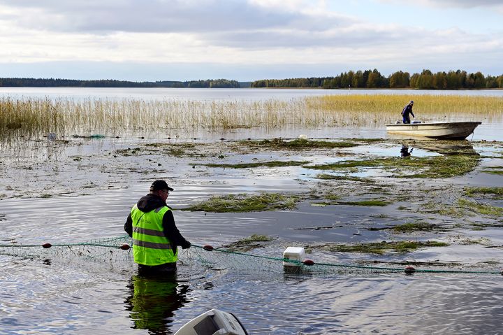 Henkilö rantavedessä vyötärön syvyydellä pitämässä nuottaa, toinen henkilö veneessä siirtämässä nuotan toista reunaa. Kuvassa kerätään niitettyä vesikasvillisuutta nuottaamalla.