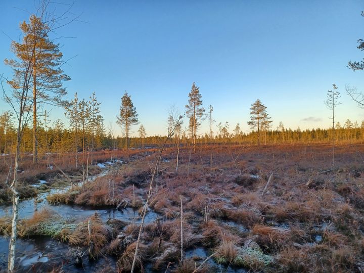 Kuva Purojärvensuosta. Kuvassa näkyy jäätynyt suoalue ja harvakseltaan puita talvisessa maisemassa.