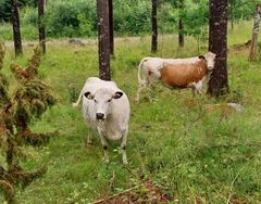 Lapinlehmä ja itäsuomenkarjan lehmä eli kyyttö metsälaitumella.