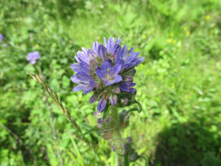 Kuva näyttää hirvenkellon (Campanula cervicaria) kukkivan luonnossa.